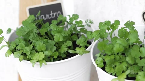 Fresh cilantro in the pot. Stock Footage 273986068