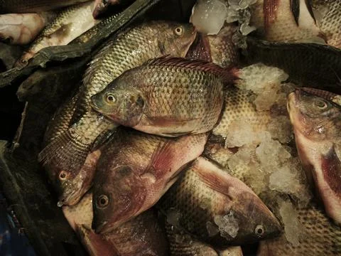 Fresh Cimlyansky crucian carp piled together at a market, showing natural b.. Stock Photos