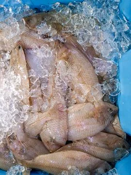Fresh Citharus linguatula flatfish display at Denia fish market in Spain Stockfoto's