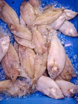 Fresh Citharus linguatula flatfish on display at Denia fish market in Spain.. Stock Photos