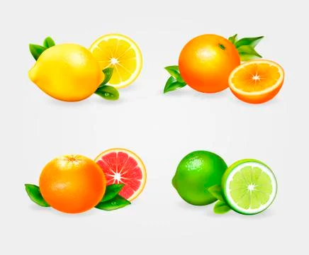Fresh citric fruit vector set Illustrazione stock