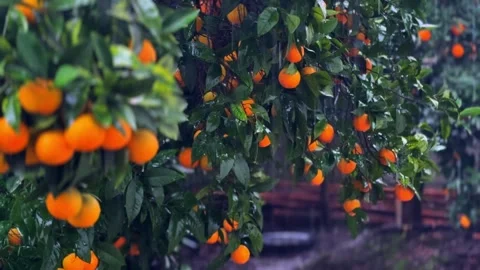 Fresh citrus orchard during rainfall, 4K natural scenery Stock Footage 328829928