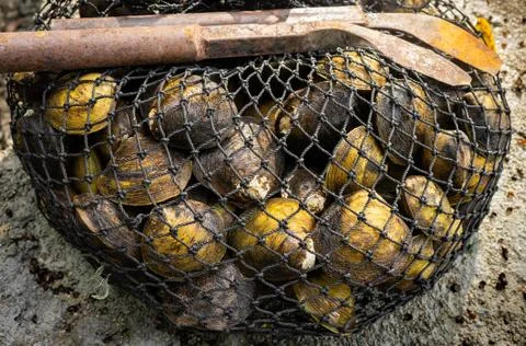 Fresh clam Stock Photos