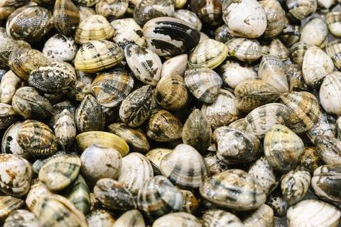 Fresh Clams and Shellfish Close-Up Background Stock Photos