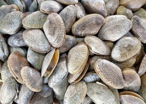 Fresh clams background, seashells close up. rural market in Thailand Stock Photos