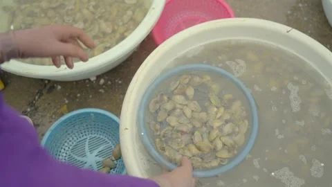Fresh clams being washed and sorted by hand in seafood market Stock Footage 341104258