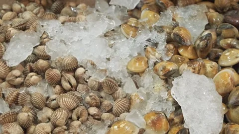 Fresh clams on ice Stock Footage 301421160