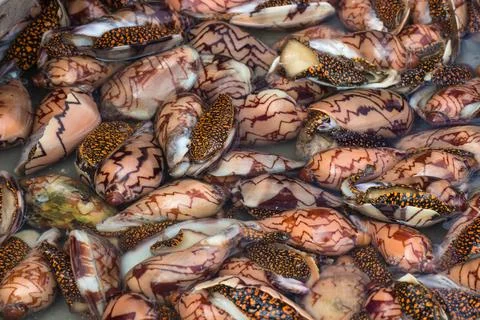 Fresh clams with patterned shells Stock Photos