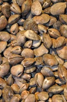 Fresh clams Stock Photos