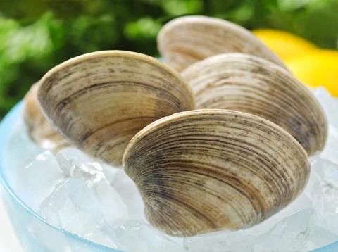 Fresh clams Stock Photos