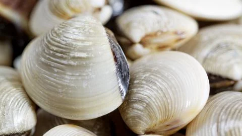 Fresh clams Stock Photos