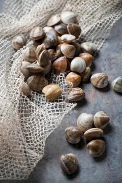 Fresh clams Stock Photos
