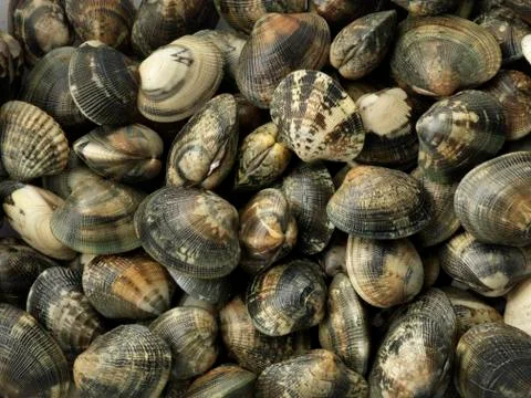 Fresh clams Stock Photos
