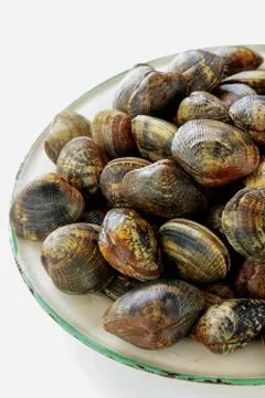 Fresh clams Stock Photos