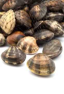 Fresh clams Stock Photos