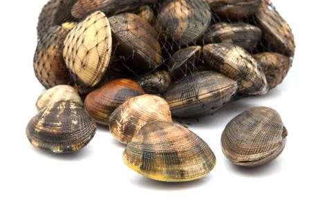 Fresh clams Stock Photos