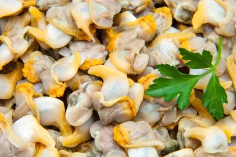 Fresh clams Stock Photos