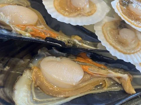 Fresh clams Stock Photos