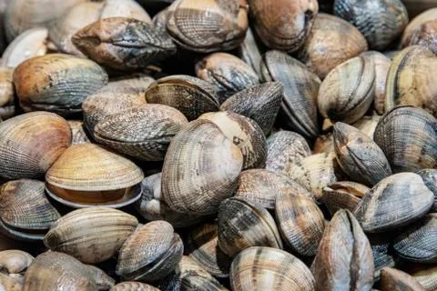 Fresh clams in the shell Stock Photos