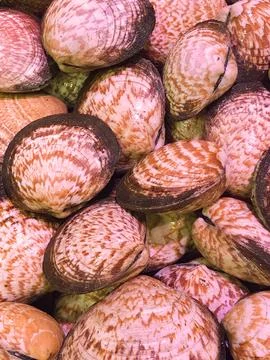 Fresh clams, venus shell, shellfish, carpet clams, as raw food from the sea are Stockfoto's