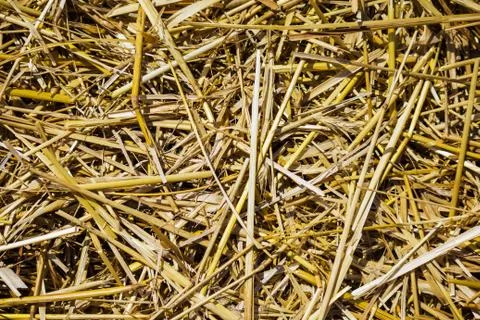 Fresh clean bed of straw. Stock Photos