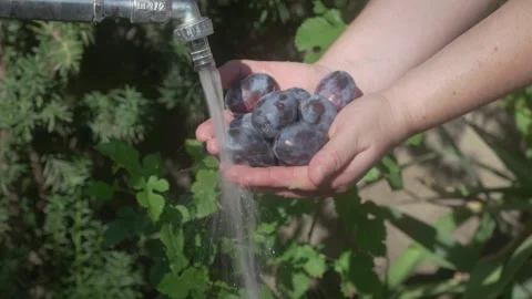 Fresh, clean berries are thoroughly rinsed under running water for your Stockbeeldmateriaal 283842292