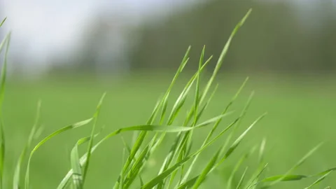 Fresh clean grass on the wind in 4k slow motion 60fps Vídeos de archivo 109186867