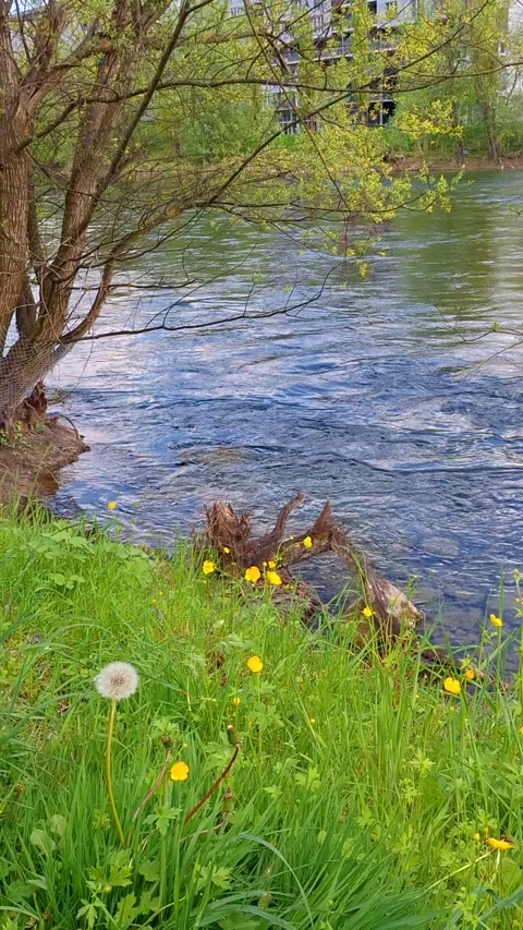 Fresh, clean water  in Limmat river Video stock 337799369
