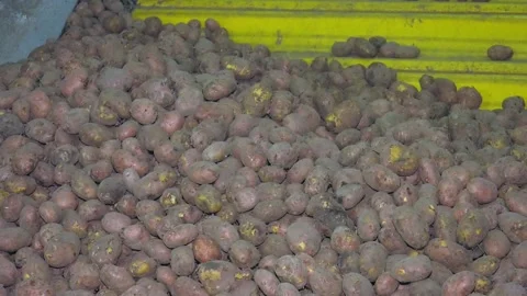 Fresh, cleaned and sorted potatoes on a conveyor belt. Stock Footage 223817653
