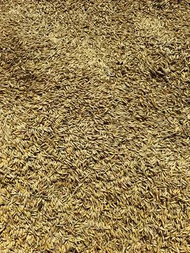 Fresh cleaned oat grain close up for agricultural food industry Stock Photos