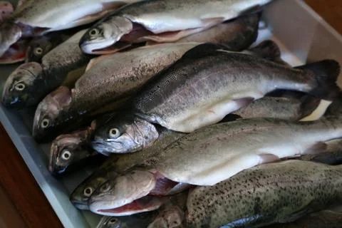 Fresh cleaned trout lay on the table Stock Photos