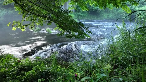 Fresh clear stream flowing through green foliage Stock Footage 341175572