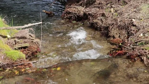 A fresh clear stream of water flows in the river with splashes on a sunny day Stock Footage 152010558