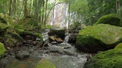 Fresh clear tropical stream in jungle Stock Footage 331008922