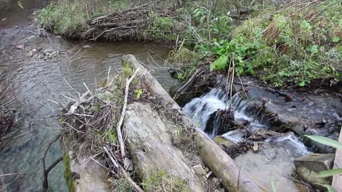 A fresh clear water stream flows in a rapid pace along a rocky creek Stock Footage 151917208