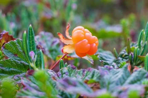 Fresh cloudberry in summer forest in Finland. Stock Photos