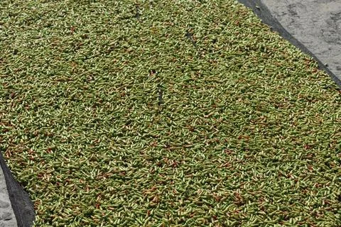 Fresh Cloves Drying Under Sunlight During Agricultural Processing Stock-Fotos