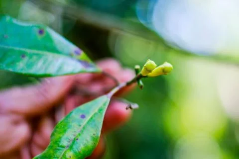 Fresh cloves growing Stock Photos