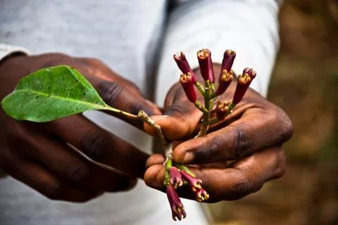 Fresh cloves Stock Photos