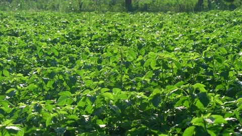 Fresh cluster bean or guar sing indian vegetable in background,Cluster beans  Stock Footage 161292994