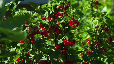 Fresh Clusters of Ripe Red Currant Berries Growing on Garden Bushes in Summer Stock Footage 337430491