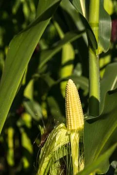 A fresh cob in the corn field Foto stock