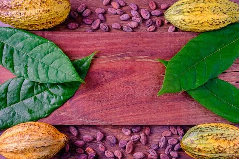 Fresh Cocoa and CocoaBean Stock Photos