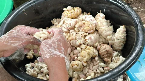 Fresh cocoa beans are extracted from pods by hand Stock Footage 311994279