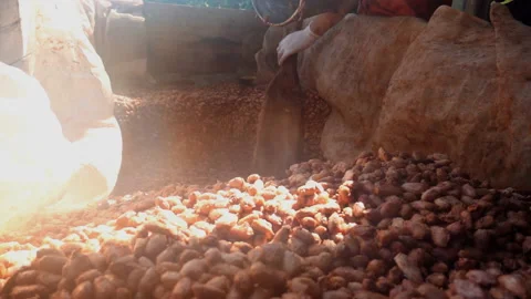 Fresh cocoa beans are fermented in a wooden tank Stock Footage 144736691