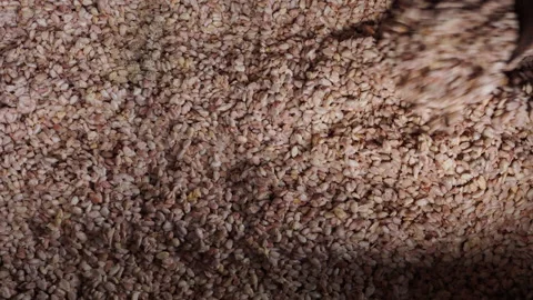 Fresh cocoa beans are fermented with yeast before drying in the sun. Stock Footage 168674243