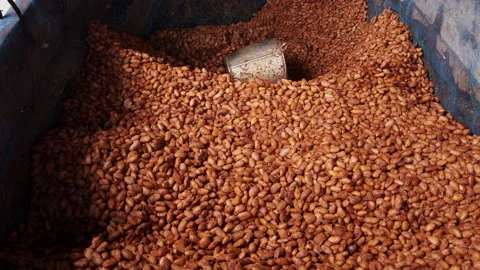 Fresh cocoa beans are fermented with yeast before drying in the sun Stock Footage 202624358