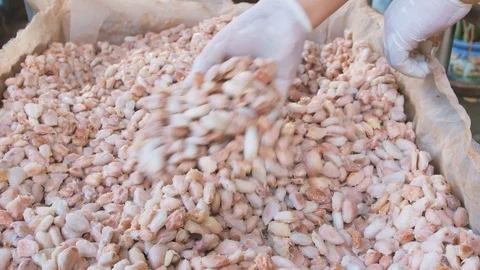 Fresh cocoa beans in box 스톡 동영상 99003963