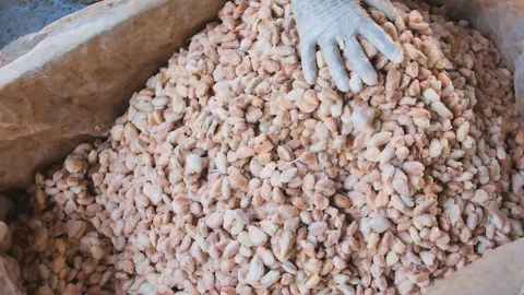 Fresh cocoa beans in box Stock Footage 99004750