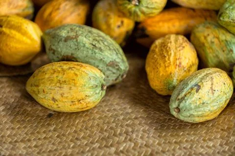 Fresh cocoa beans. Stock Photos